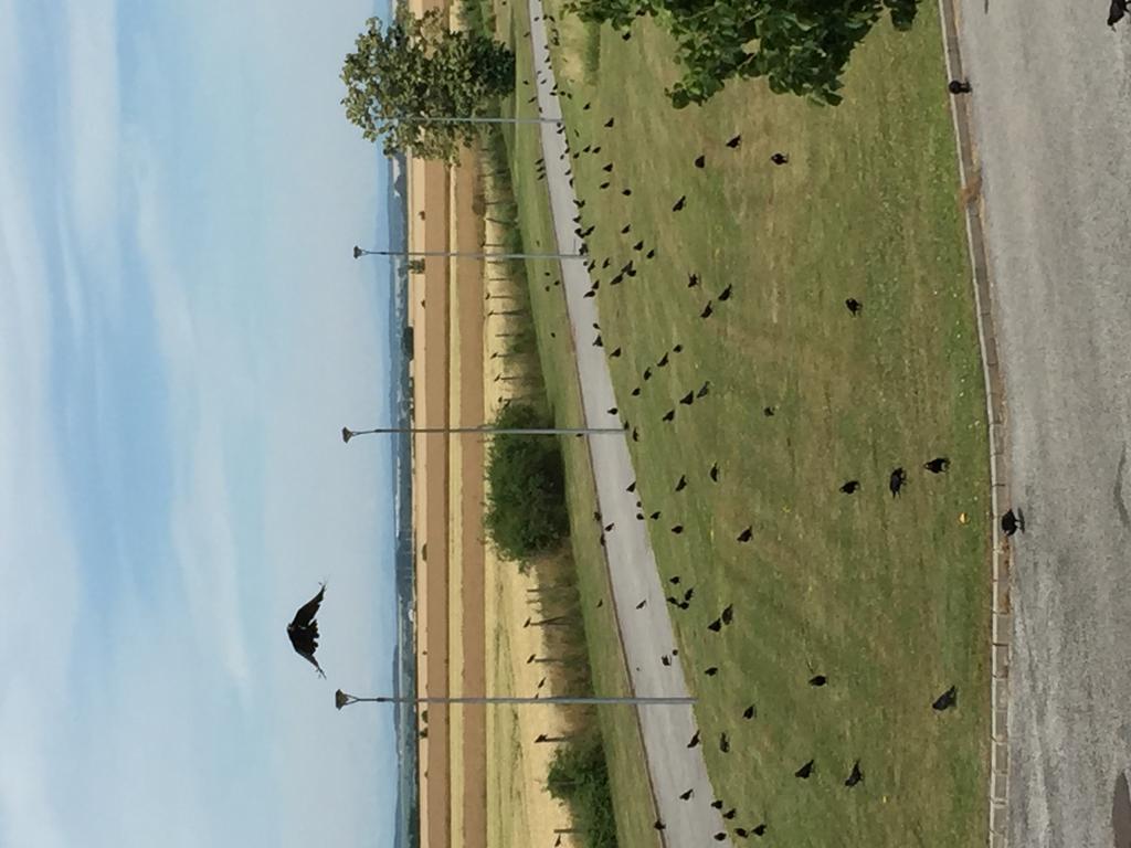 Birdland Villapark Golf View Bük Eksteriør billede